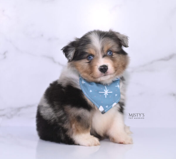 Mini / Toy Australian Shepherd Puppy Turbo