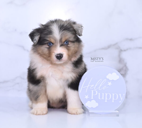 Mini / Toy Australian Shepherd Puppy Turbo