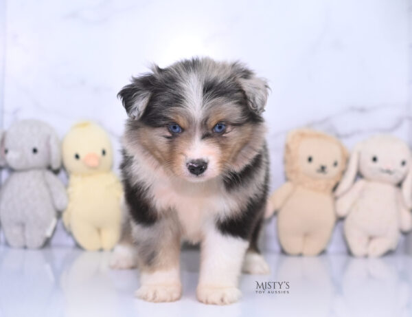 Mini / Toy Australian Shepherd Puppy Turbo