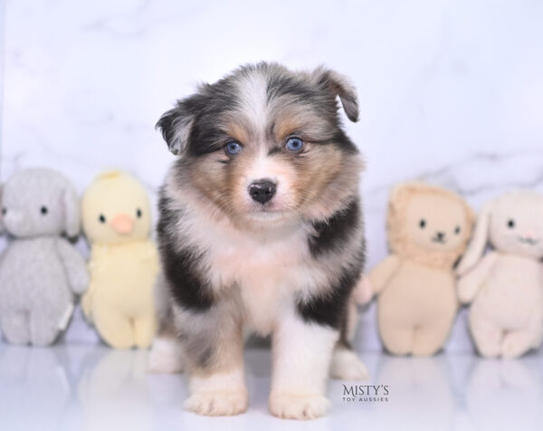 Mini / Toy Australian Shepherd Puppy Turbo