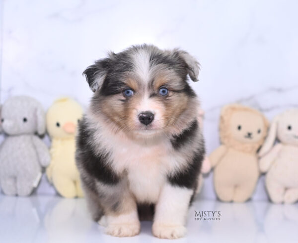 Mini / Toy Australian Shepherd Puppy Turbo