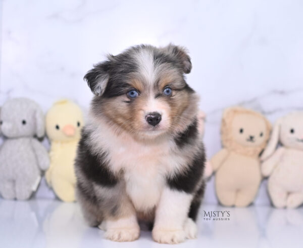 Mini / Toy Australian Shepherd Puppy Turbo