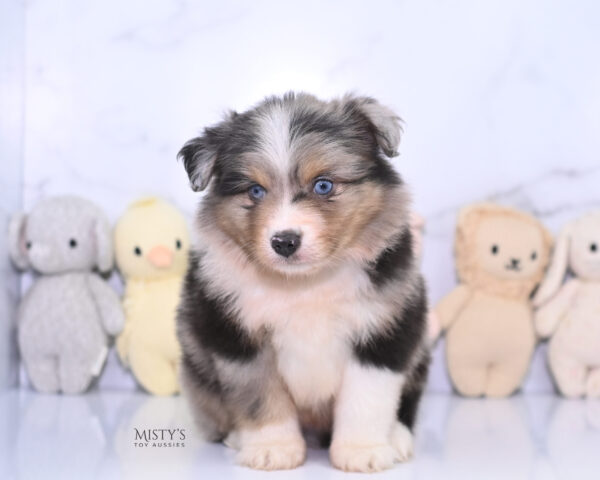 Mini / Toy Australian Shepherd Puppy Turbo
