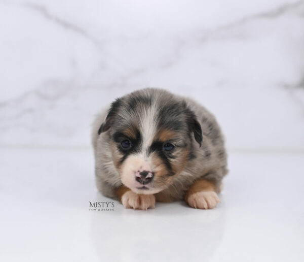 Mini / Toy Australian Shepherd Puppy Xandro
