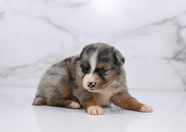 Mini / Toy Australian Shepherd Puppy Xandro