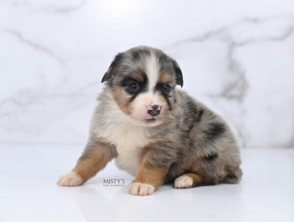 Mini / Toy Australian Shepherd Puppy Xandro