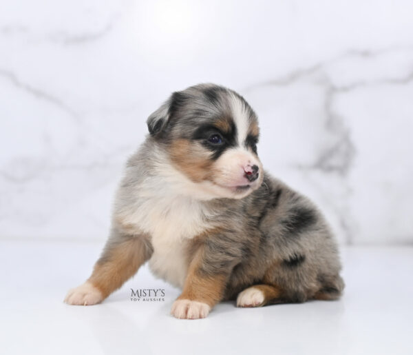 Mini / Toy Australian Shepherd Puppy Xandro