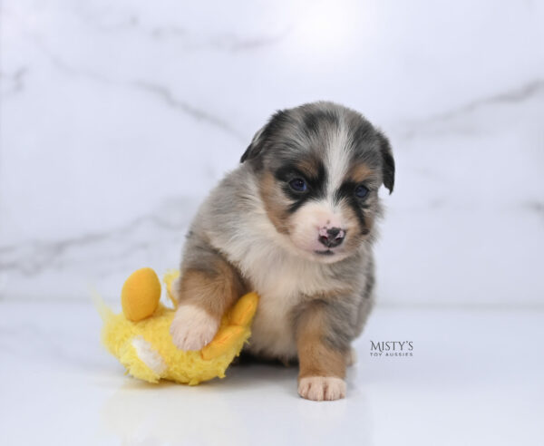 Mini / Toy Australian Shepherd Puppy Xandro