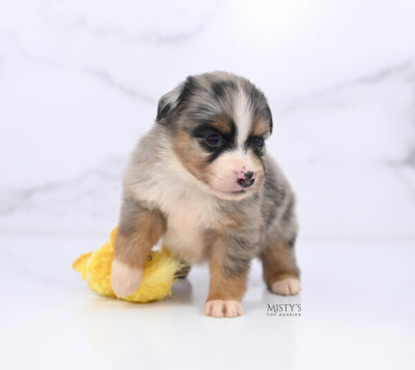 Mini / Toy Australian Shepherd Puppy Xandro
