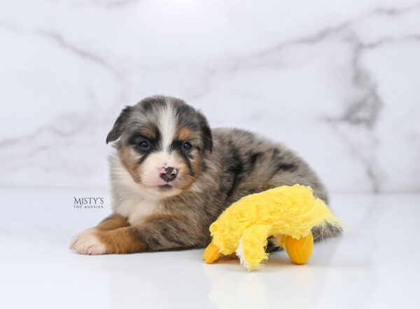 Mini / Toy Australian Shepherd Puppy Xandro