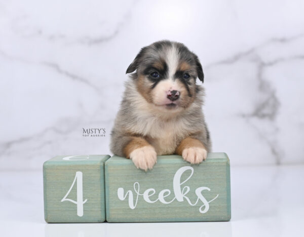 Mini / Toy Australian Shepherd Puppy Xandro