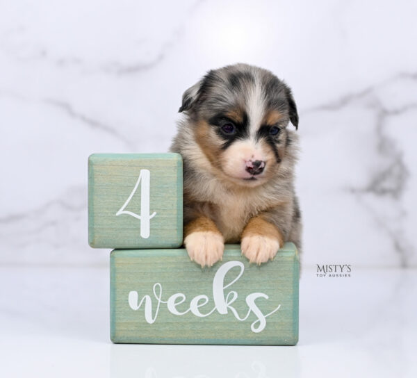 Mini / Toy Australian Shepherd Puppy Xandro
