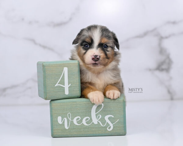 Mini / Toy Australian Shepherd Puppy Xandro