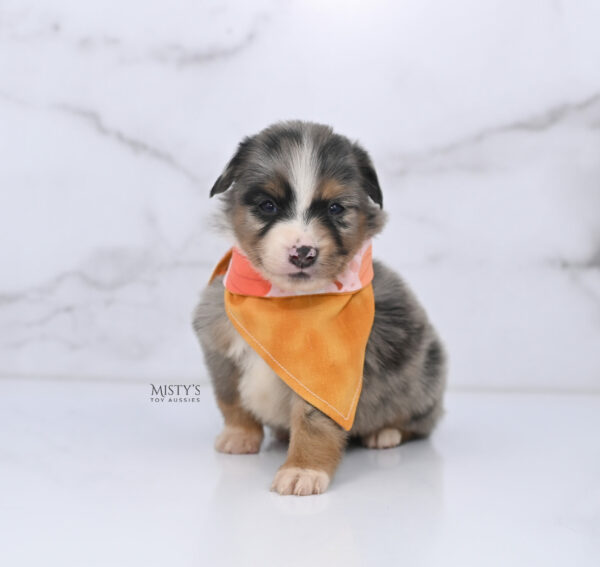 Mini / Toy Australian Shepherd Puppy Xandro