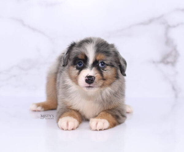 Mini / Toy Australian Shepherd Puppy Xandro