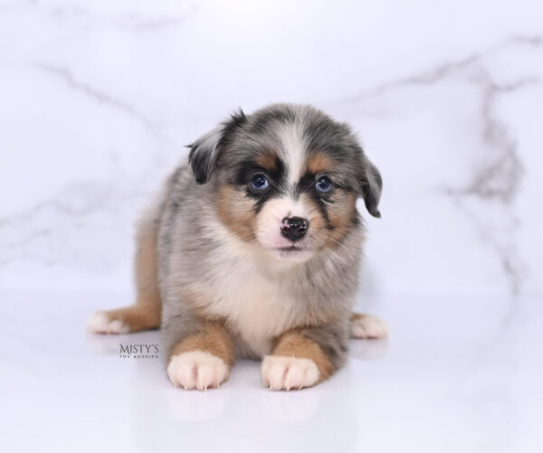 Mini / Toy Australian Shepherd Puppy Xandro