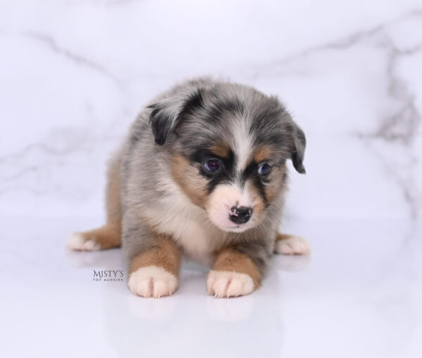 Mini / Toy Australian Shepherd Puppy Xandro