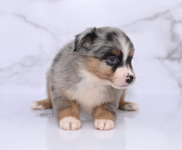 Mini / Toy Australian Shepherd Puppy Xandro