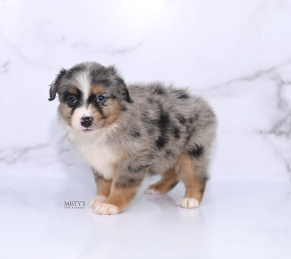 Mini / Toy Australian Shepherd Puppy Xandro