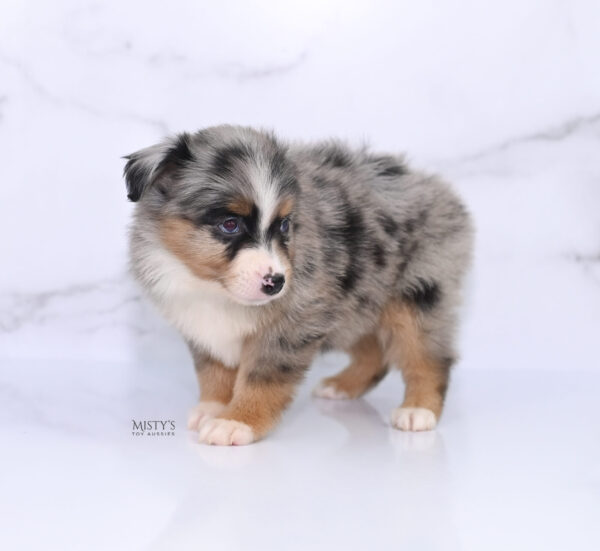 Mini / Toy Australian Shepherd Puppy Xandro