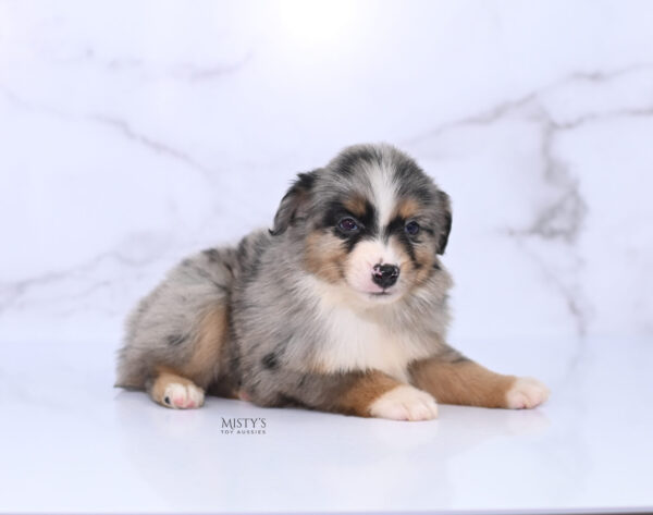 Mini / Toy Australian Shepherd Puppy Xandro