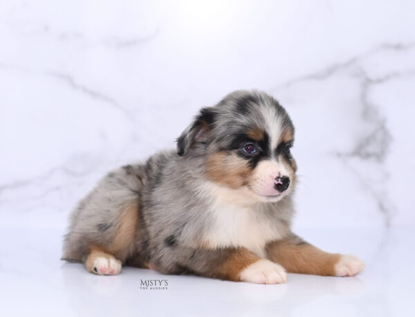 Mini / Toy Australian Shepherd Puppy Xandro