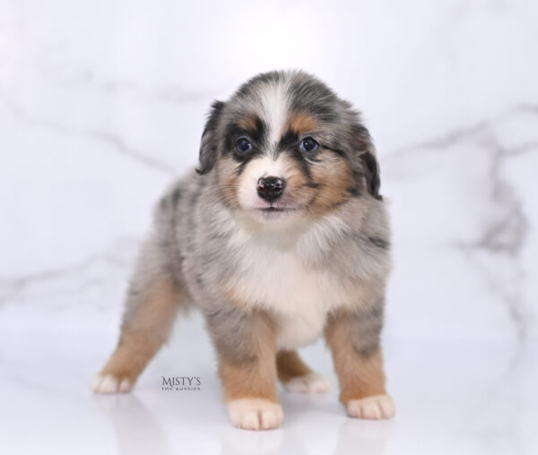 Mini / Toy Australian Shepherd Puppy Xandro