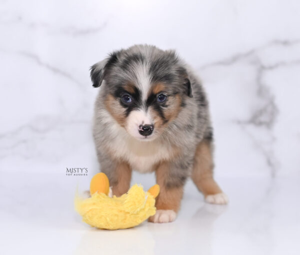 Mini / Toy Australian Shepherd Puppy Xandro