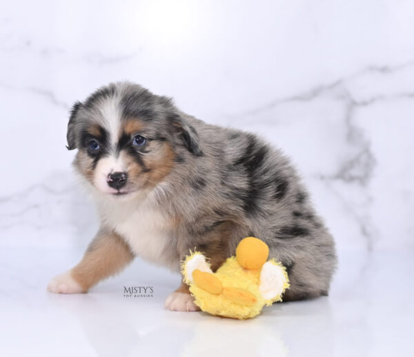 Mini / Toy Australian Shepherd Puppy Xandro