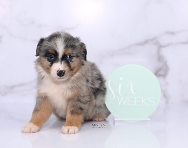 Mini / Toy Australian Shepherd Puppy Xandro