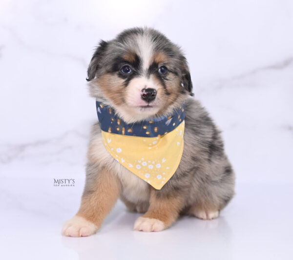 Mini / Toy Australian Shepherd Puppy Xandro