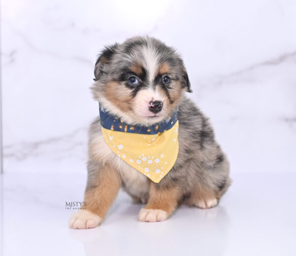 Mini / Toy Australian Shepherd Puppy Xandro