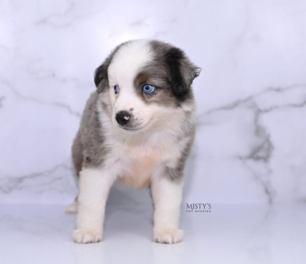 Mini / Toy Australian Shepherd Puppy Bluesy