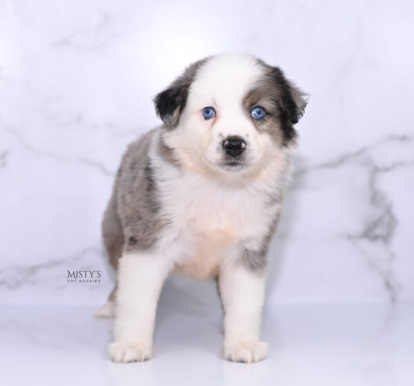 Mini / Toy Australian Shepherd Puppy Bluesy