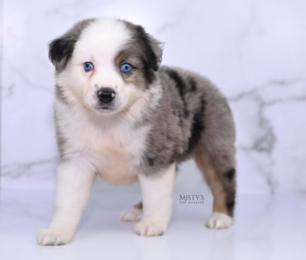 Mini / Toy Australian Shepherd Puppy Bluesy