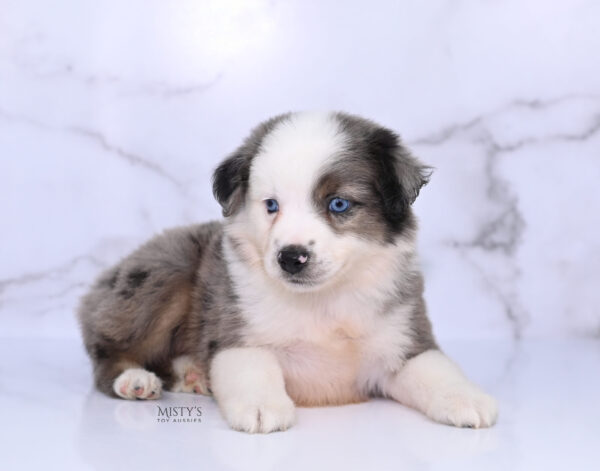 Mini / Toy Australian Shepherd Puppy Bluesy