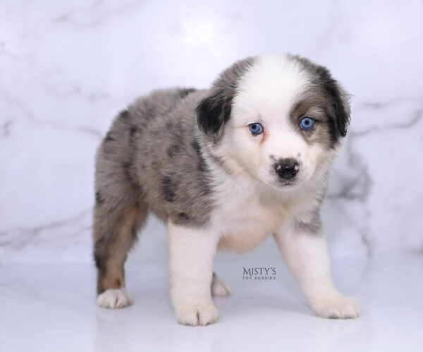 Mini / Toy Australian Shepherd Puppy Bluesy