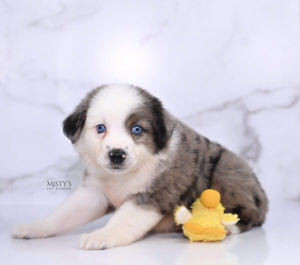 Mini / Toy Australian Shepherd Puppy Bluesy