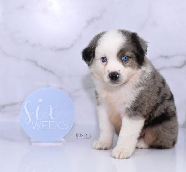 Mini / Toy Australian Shepherd Puppy Bluesy