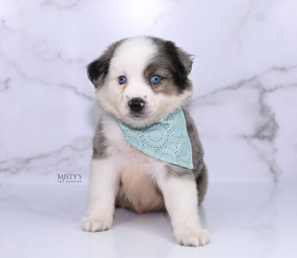 Mini / Toy Australian Shepherd Puppy Bluesy