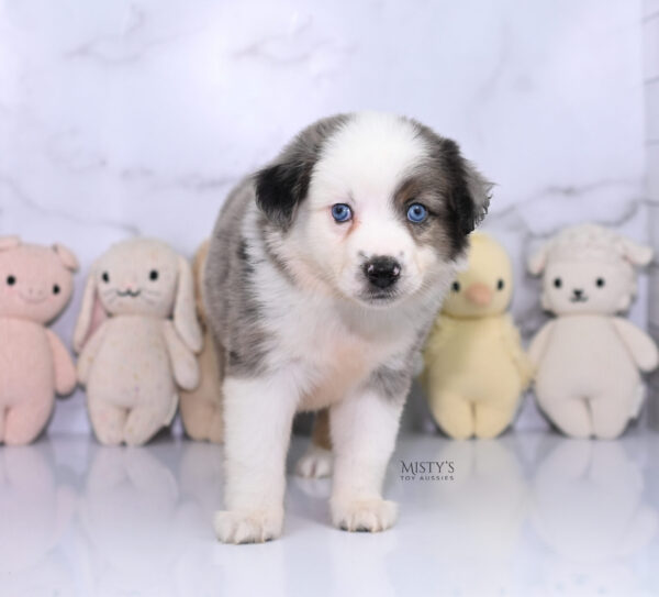 Mini / Toy Australian Shepherd Puppy Bluesy