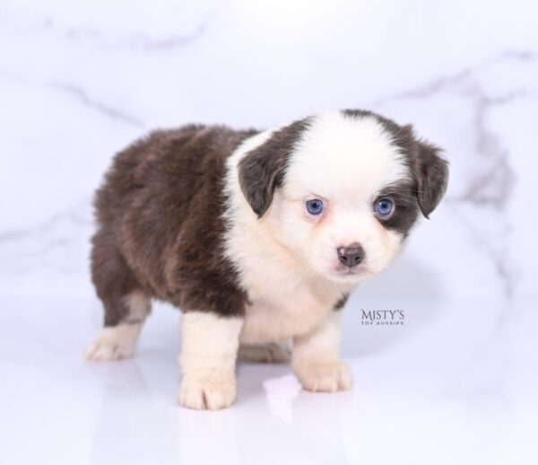 Mini / Toy Australian Shepherd Puppy Chiggy