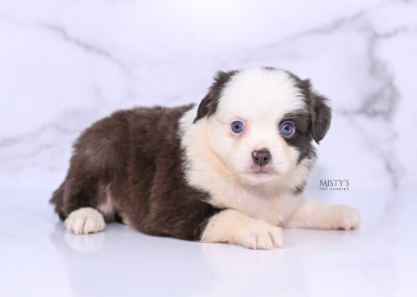 Mini / Toy Australian Shepherd Puppy Chiggy