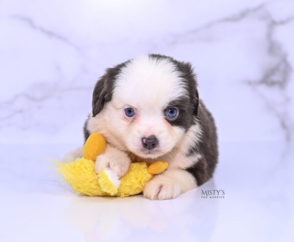 Mini / Toy Australian Shepherd Puppy Chiggy