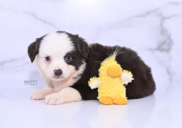 Mini / Toy Australian Shepherd Puppy Chiggy