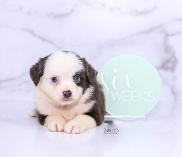Mini / Toy Australian Shepherd Puppy Chiggy