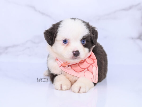 Mini / Toy Australian Shepherd Puppy Chiggy