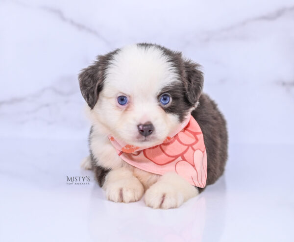 Mini / Toy Australian Shepherd Puppy Chiggy