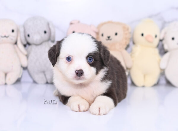 Mini / Toy Australian Shepherd Puppy Chiggy