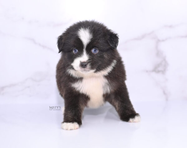 Mini / Toy Australian Shepherd Puppy Lijah